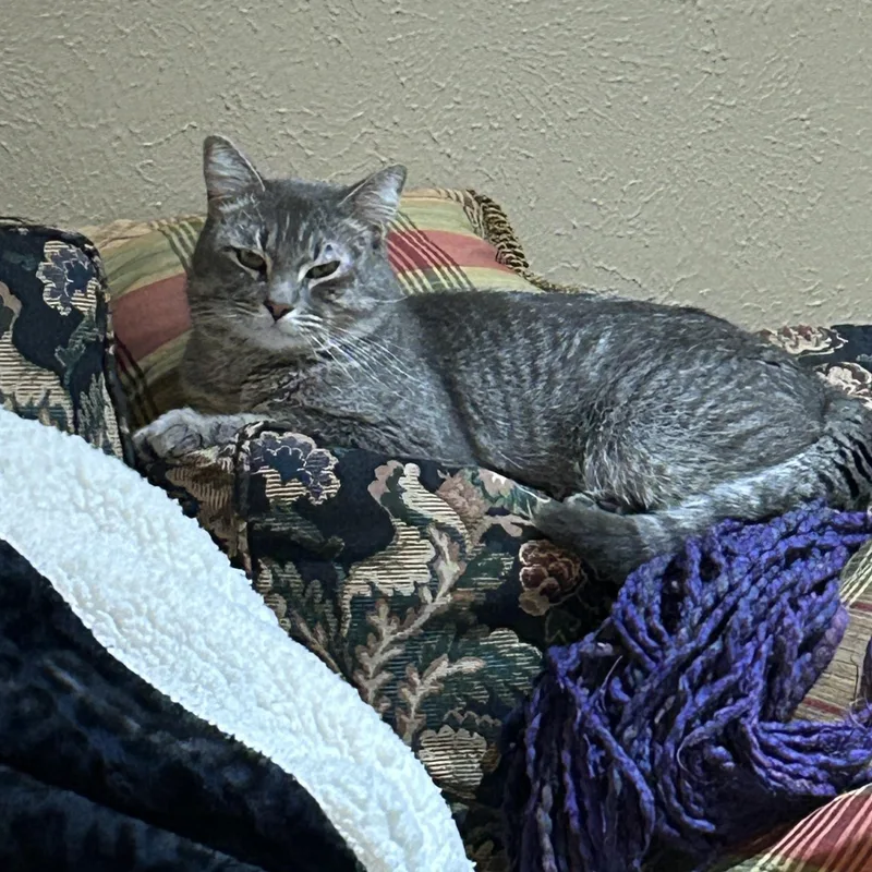 Wolowitz thumbnail 2