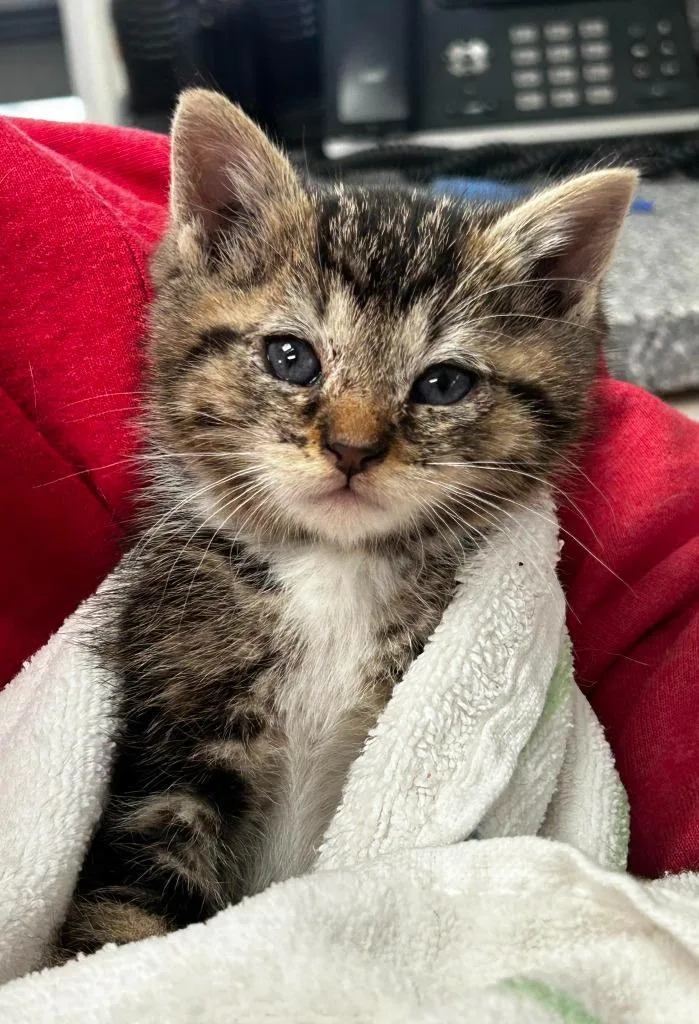 A baby large-sized male Tabby (Gray / Blue / Silver) Domestic Short Hair cat named Habanero for adoption in New Philadelphia, OH