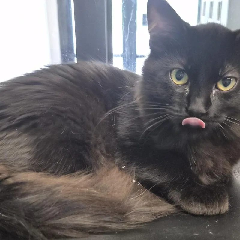 A young medium-sized male Domestic Medium Hair cat named TX Braeburn for adoption in Port Washington, NY
