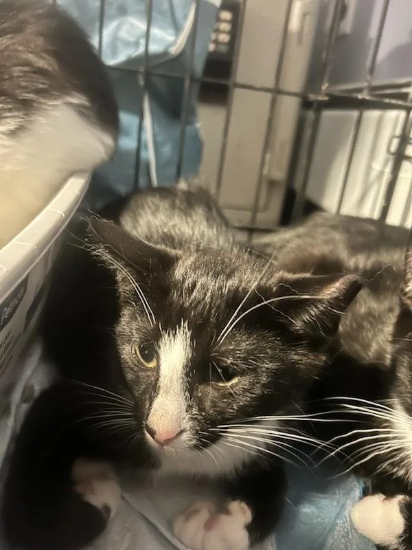 Shiloh Syosset thumbnail 2