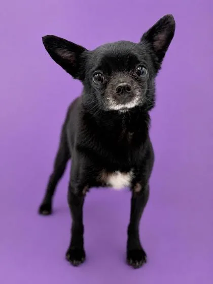 An adult small-sized female Chihuahua dog named Cudio for adoption in Bowling Green, KY