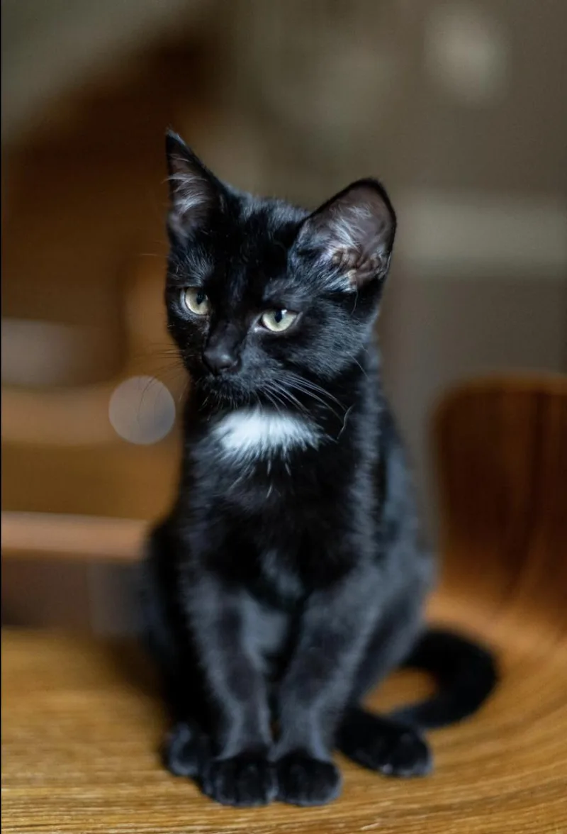 A baby medium-sized female Domestic Short Hair cat named Adele for adoption in Richmond, VA