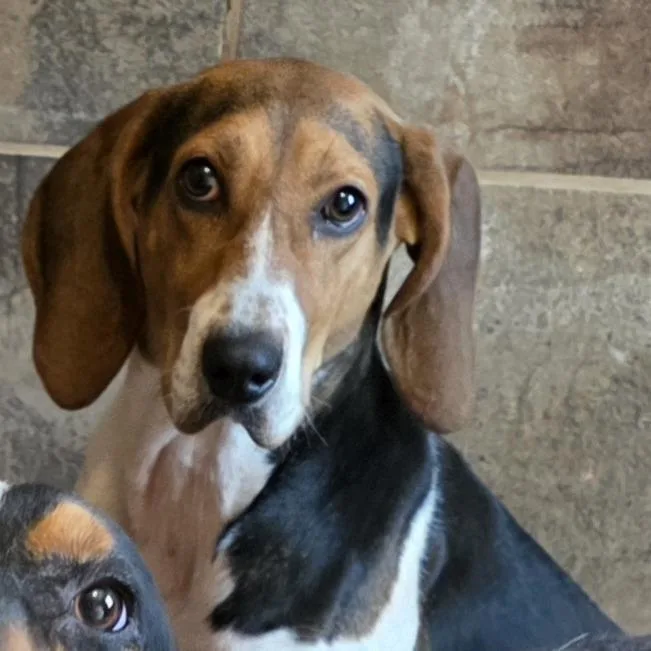 A young small-sized female White / Cream Treeing Walker Coonhound dog named June for adoption in Glenfield, NY