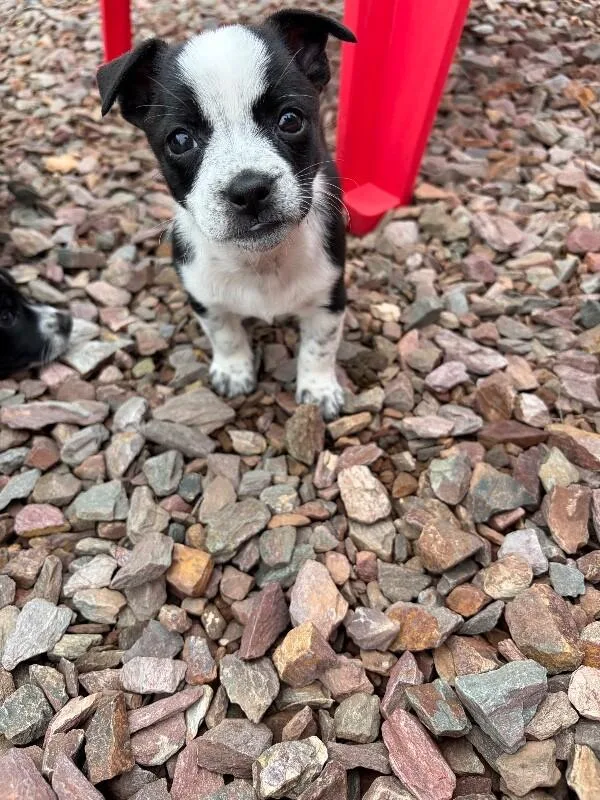 Laverne  Desert Litter thumbnail 2