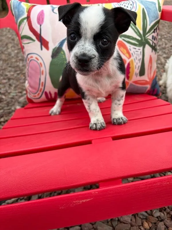 Laverne  Desert Litter thumbnail 3