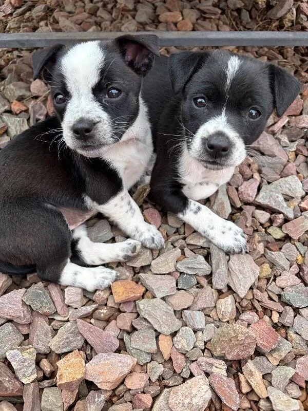Laverne  Desert Litter thumbnail 4