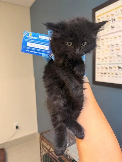 A baby small-sized female Domestic Medium Hair cat named Eloise for adoption in San Luis Obispo, CA