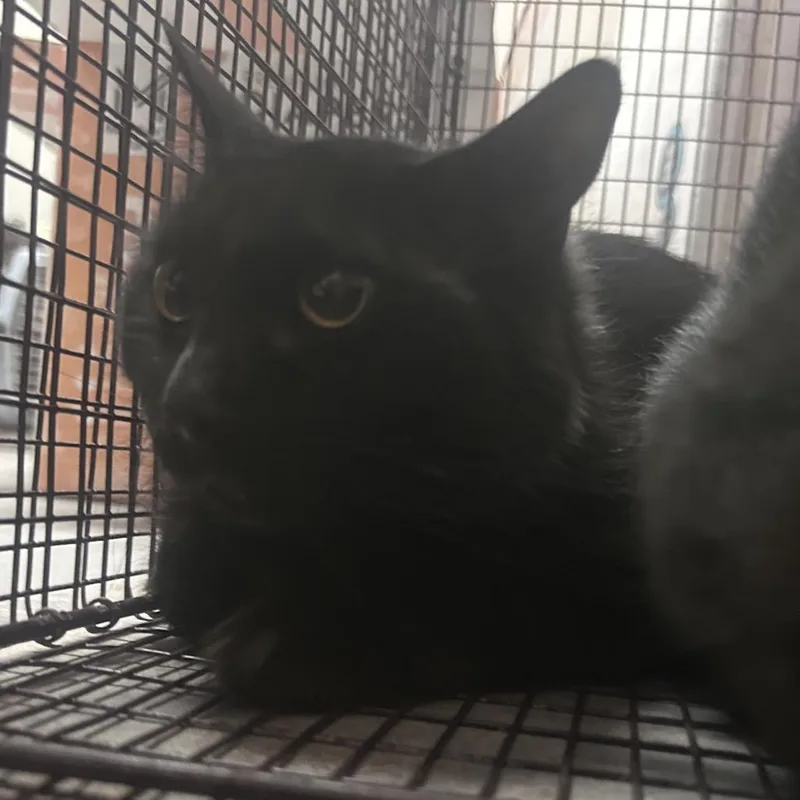 An adult medium-sized female Black Domestic Short Hair cat named Blackie for adoption in Yuma, AZ