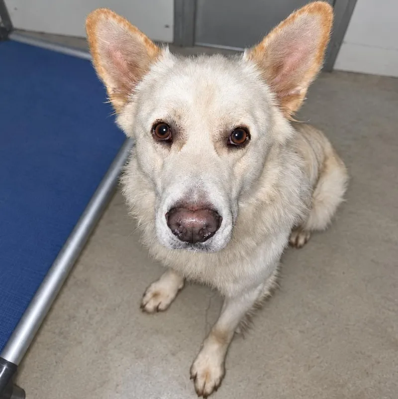 An adult large-sized male Husky dog named Apollo for adoption in Blue Earth, MN