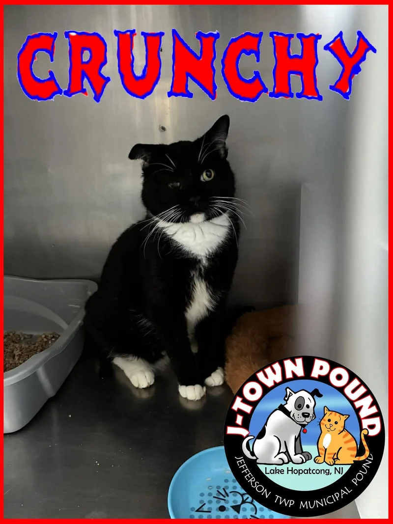 Crunchy thumbnail 4