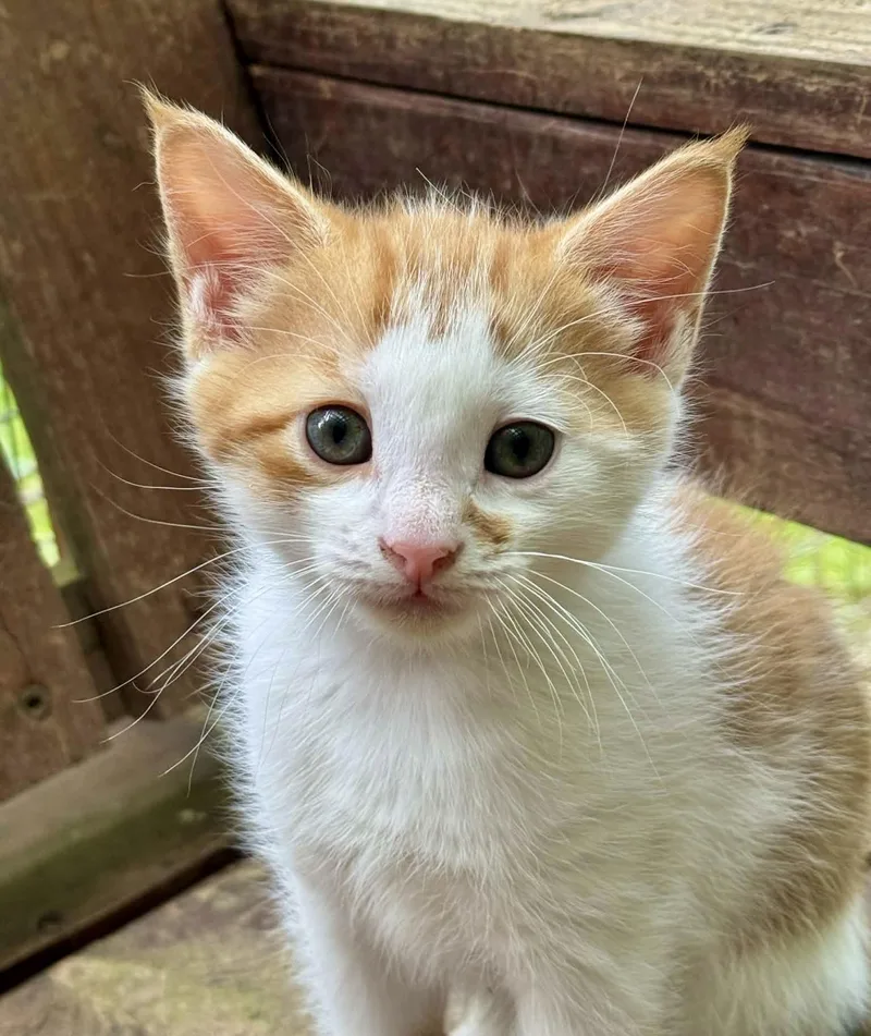 A young medium-sized male Orange & White Domestic Short Hair cat named Nutty Buddy for adoption in Bethel, CT