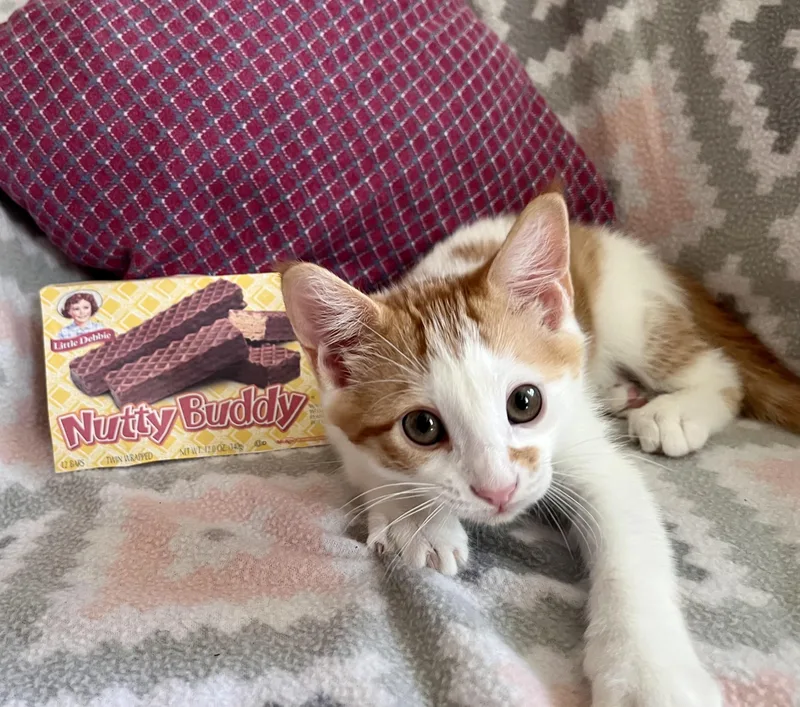 Nutty Buddy thumbnail 6
