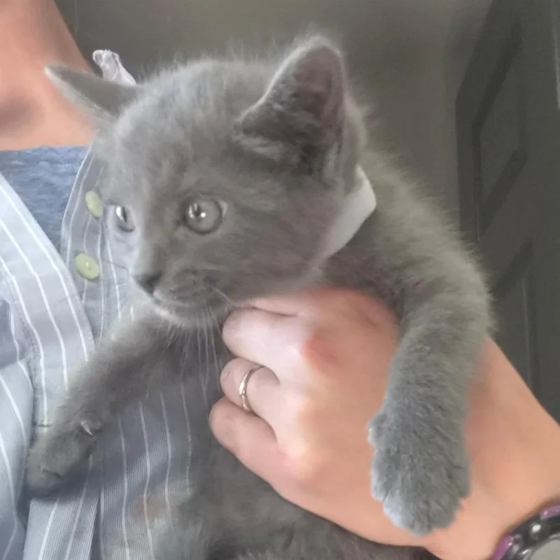 A baby small-sized female Gray / Blue / Silver Domestic Medium Hair cat named Gail for adoption in Concord, NH