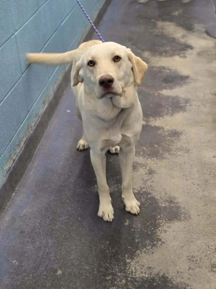 Chubarov  Brando thumbnail 2