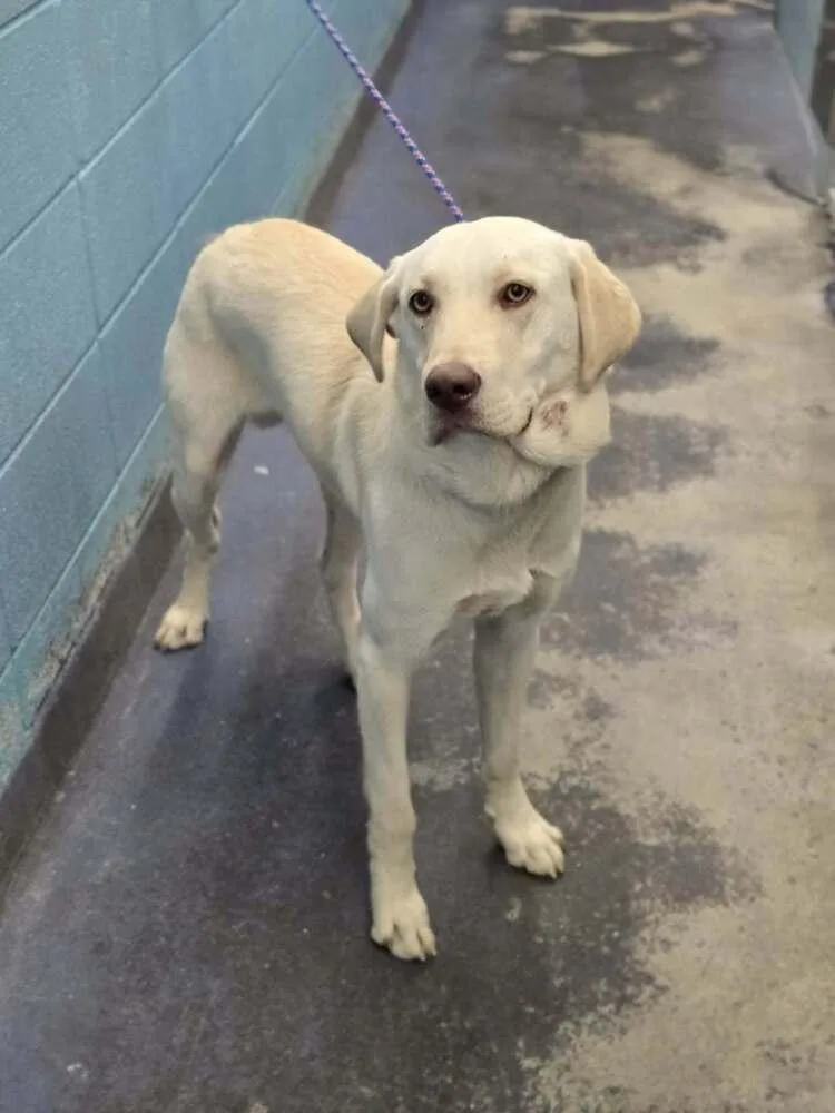 Chubarov  Brando thumbnail 3