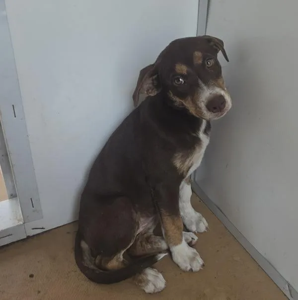 A baby medium-sized female Shepherd dog named Alyssa for adoption in Cleveland, TN