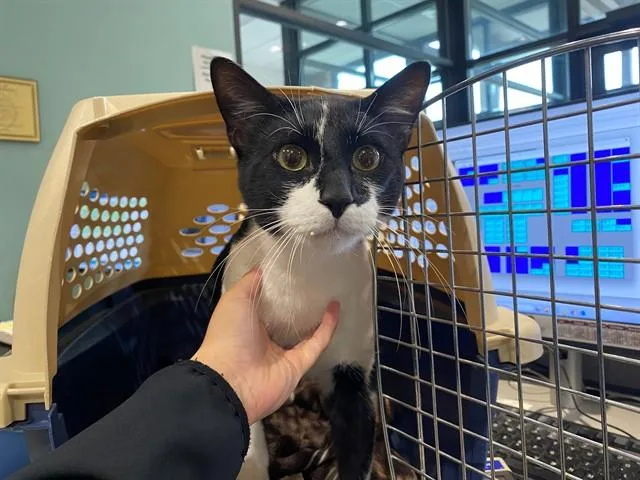 An adult large-sized male Domestic Short Hair cat named Clyde for adoption in Garland, TX