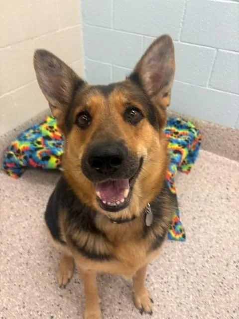 An adult large-sized female German Shepherd Dog dog named Luna Love for adoption in Brighton, CO