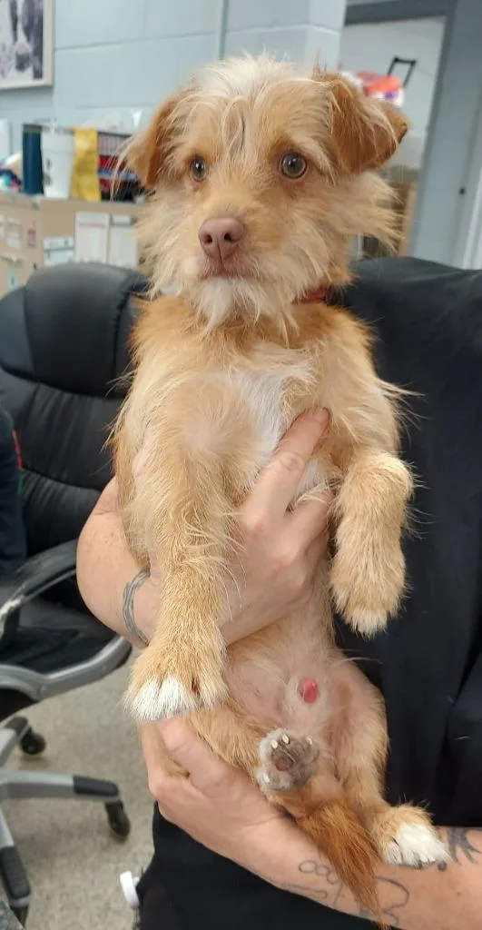 A young small-sized male Terrier dog named Tank for adoption in New Bern, NC