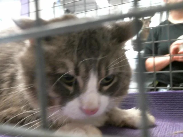 A young medium-sized male Domestic Short Hair cat named Chonk for adoption in Houston, TX