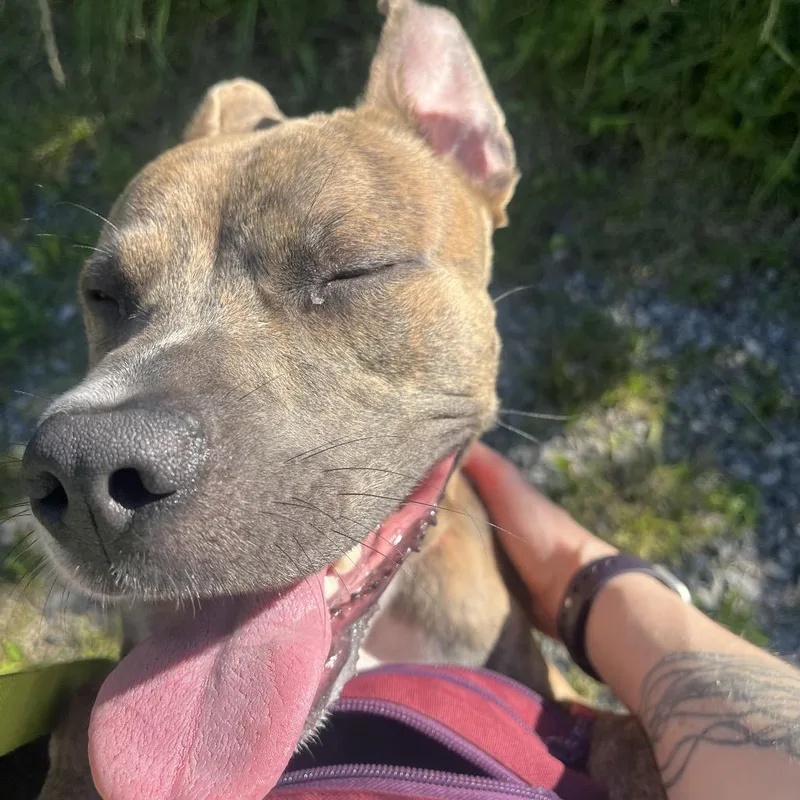 A young medium-sized male Brindle Mixed Breed dog named Cosmo for adoption in Pittsburgh, PA