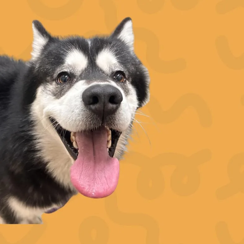 An adult large-sized male White / Cream Alaskan Malamute dog named Booker for adoption in Reno, NV