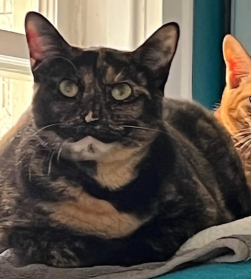 A young medium-sized female Tortoiseshell Domestic Short Hair cat named Alex for adoption in Houston, TX