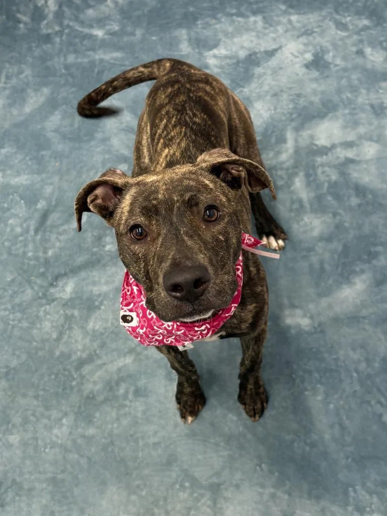 A baby medium-sized female Mixed Breed dog named Marva for adoption in Detroit, MI