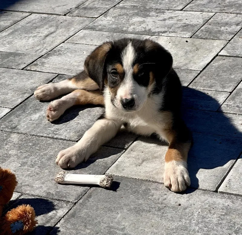 Chandler thumbnail 2