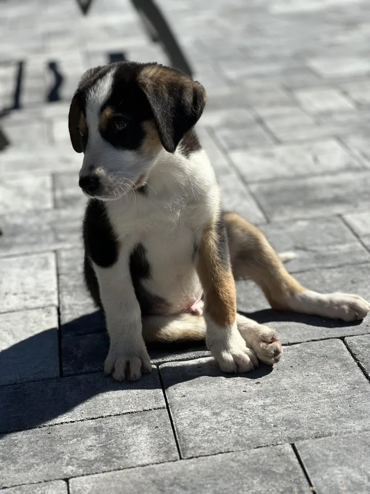 Chandler thumbnail 3