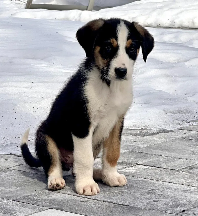 Chandler thumbnail 6