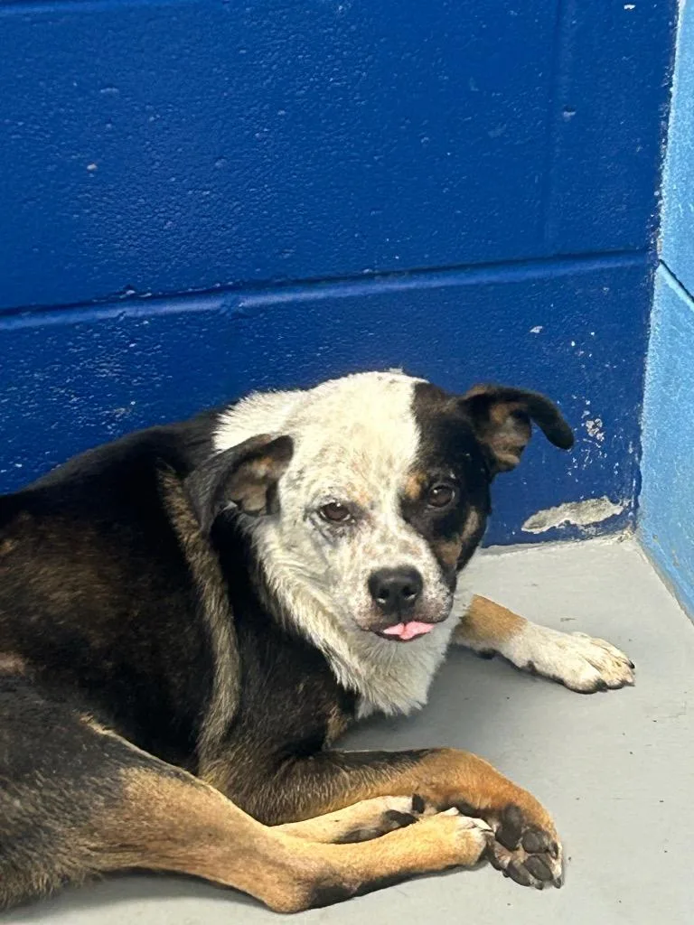A young medium-sized male Affenpinscher dog named Baron for adoption in Hartsville, SC