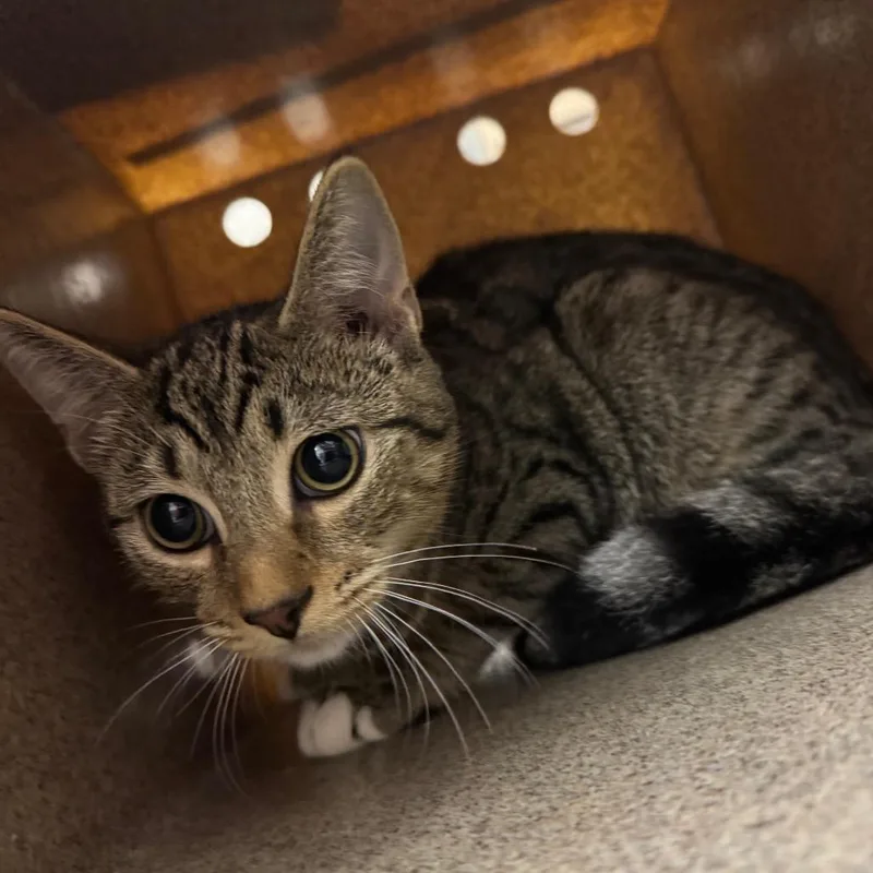 A young medium-sized male Brown / Chocolate Domestic Short Hair cat named Costa for adoption in Birmingham, AL