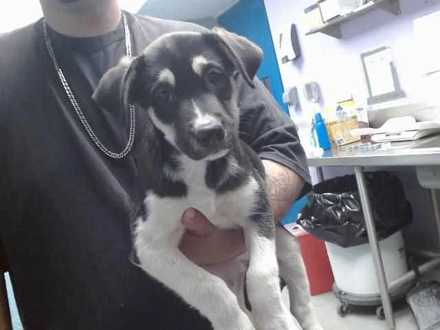 A baby small-sized male Husky dog named Kendall for adoption in Albuquerque, NM