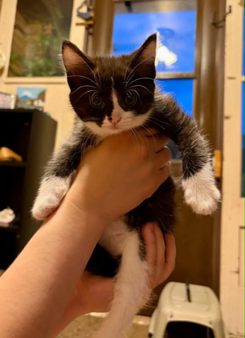 A baby medium-sized female Domestic Short Hair cat named Janie for adoption in Port Washington, WI