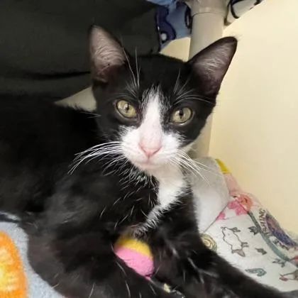 An adult small-sized male Domestic Short Hair cat named Rubik`s Cube for adoption in Wheaton, IL