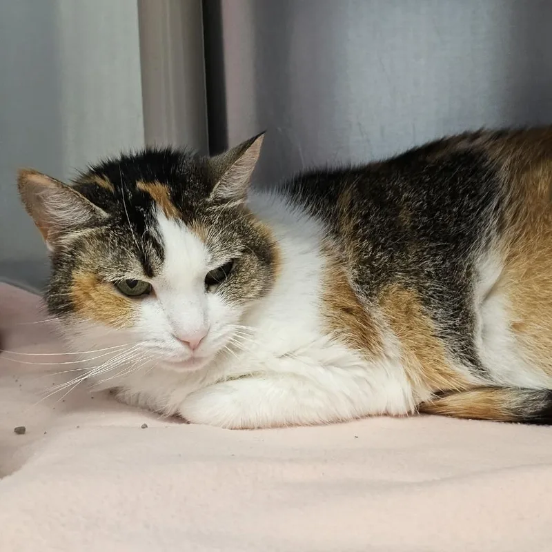 An adult medium-sized female Domestic Short Hair cat named Big Patty for adoption in Martinsville, VA