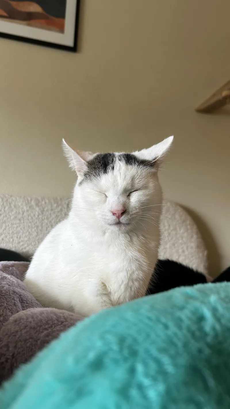A baby medium-sized male White Domestic Short Hair cat named Fish and Chips  for adoption in Portland, OR