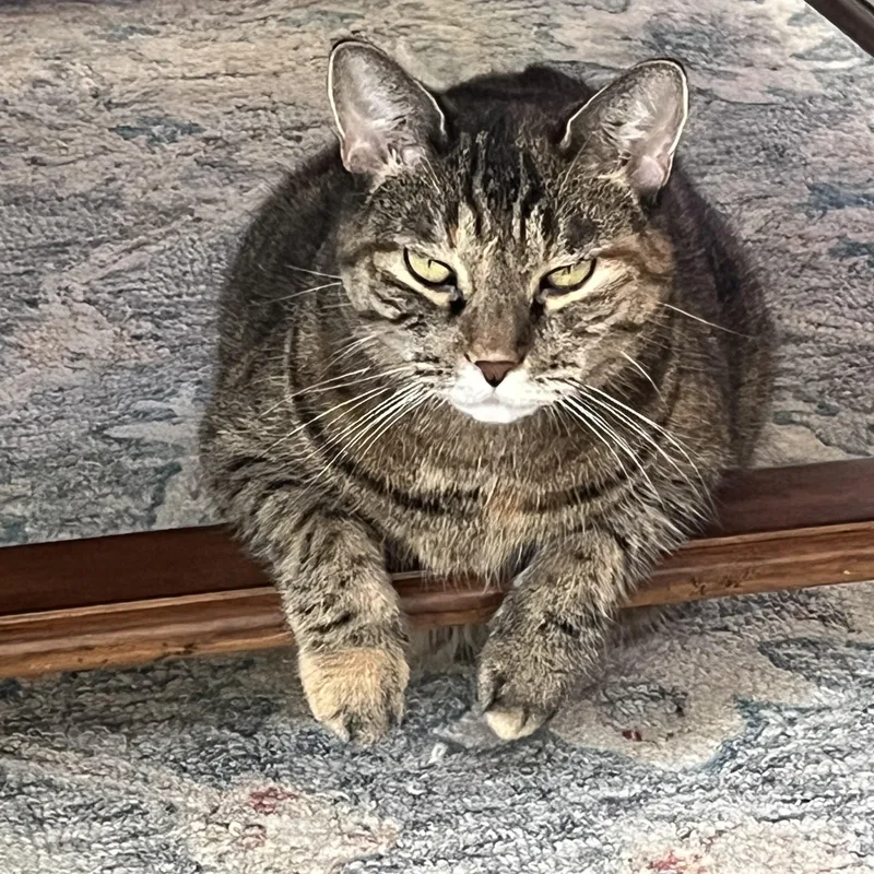 An adult medium-sized female Domestic Short Hair cat named Trixie for adoption in New York, NY