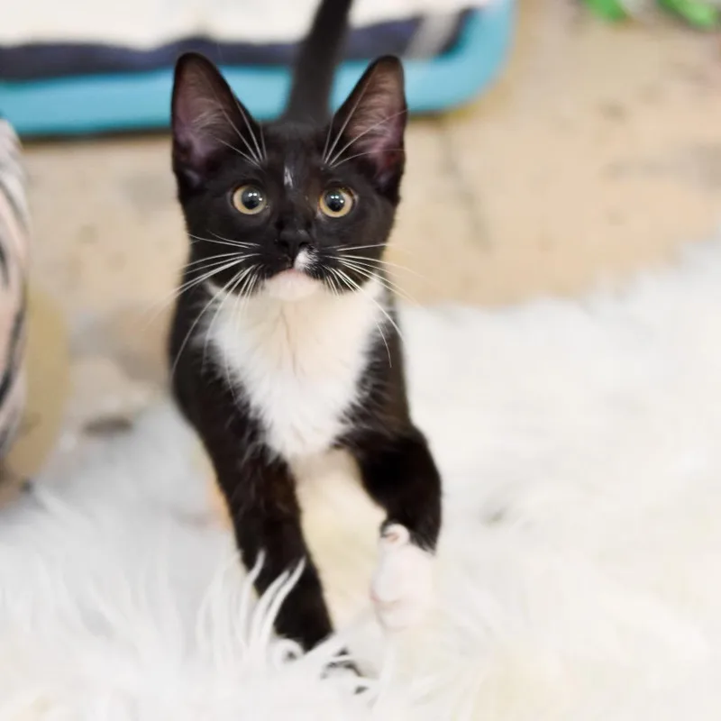 A baby small-sized female Black Domestic Short Hair cat named Cricket for adoption in Kailua Kona, HI