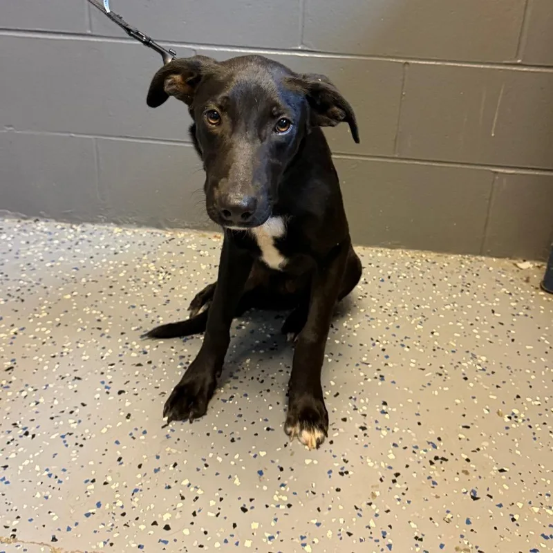 A young medium-sized female Black Labrador Retriever dog named TUSCStray_ for adoption in Tuscaloosa, AL