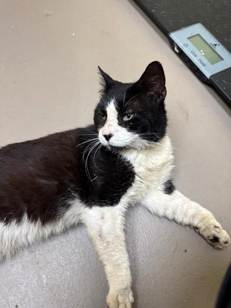 An adult small-sized male Domestic Short Hair cat named Simco for adoption in Crossville, TN