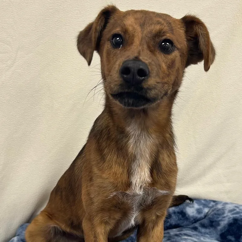 A baby medium-sized female Brindle Border Terrier dog named Journee for adoption in Lancaster, SC