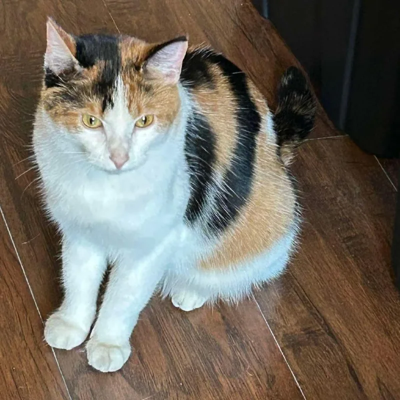 A young medium-sized female American Shorthair cat named Martha for adoption in Jasper, IN