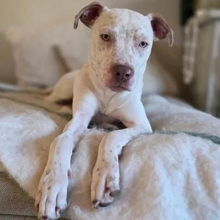 A young medium-sized male White / Cream Pit Bull Terrier dog named Flynn Family Fun Wanted for adoption in Friendswood, TX