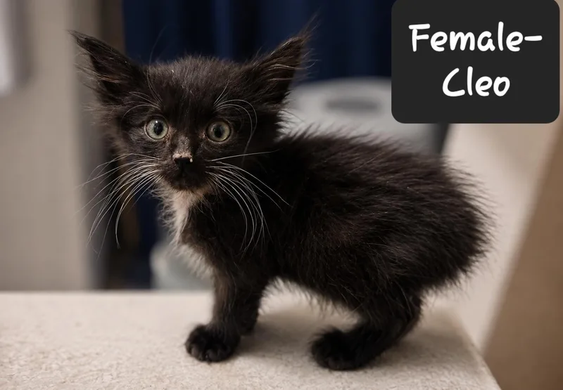 A baby small-sized female American Shorthair cat named Cleo for adoption in Heyburn, ID