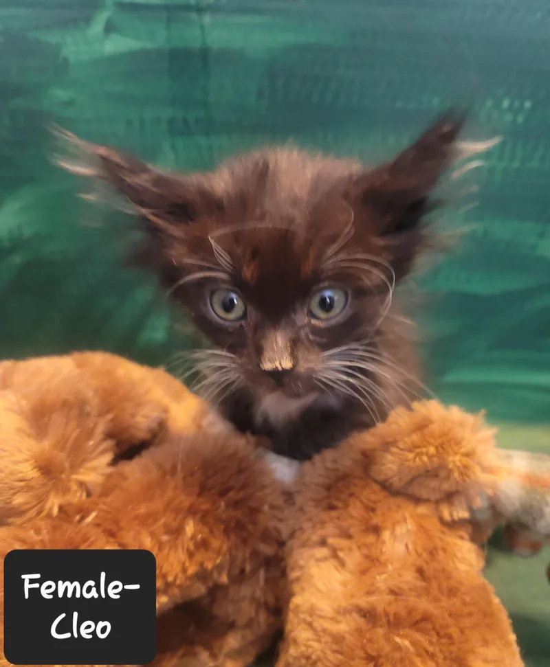 Cleo thumbnail 2