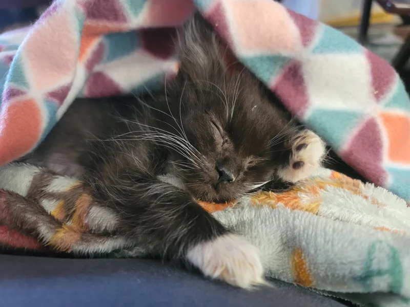Cleo thumbnail 3