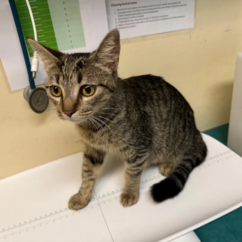A young medium-sized female Brown / Chocolate Domestic Short Hair cat named Rio for adoption in Pasadena, CA