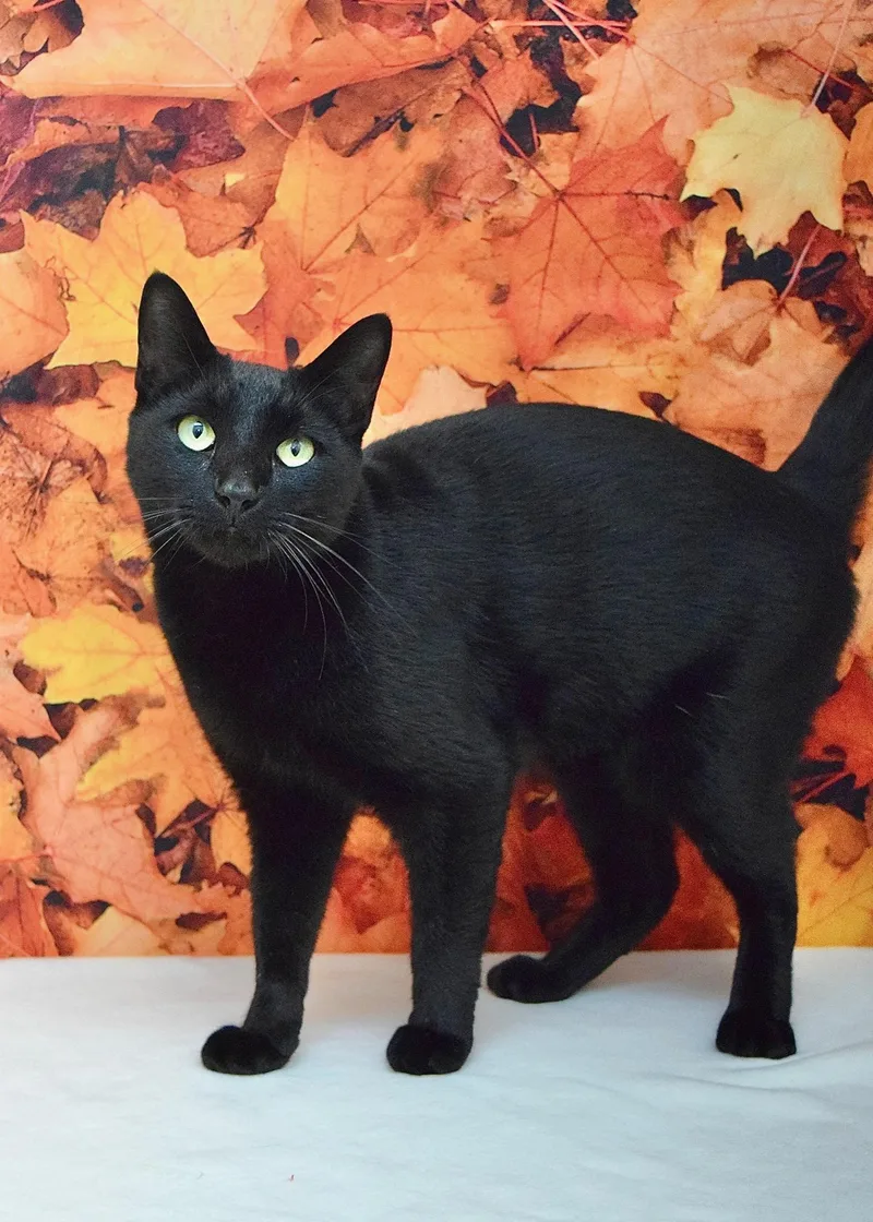 An adult large-sized male Domestic Short Hair cat named Anakin for adoption in Dublin, CA